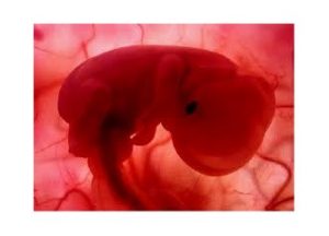 Hamileliğin İlk Ayı - İlk Dört Haftası