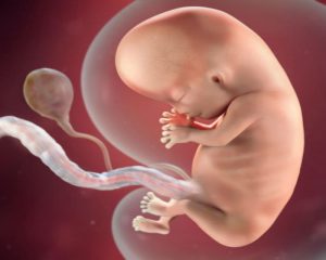 gebelikte yedinci ay 26 27 28 29 30 uncu haftalar