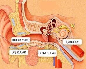 Kulak Kristali Kayması Nedir? Belirtileri Nelerdir?